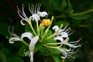 Honeysuckle Candle