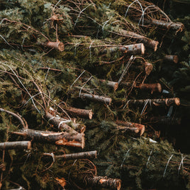 Fraser Fir